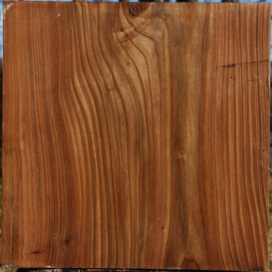 Elm Bowl Blank
