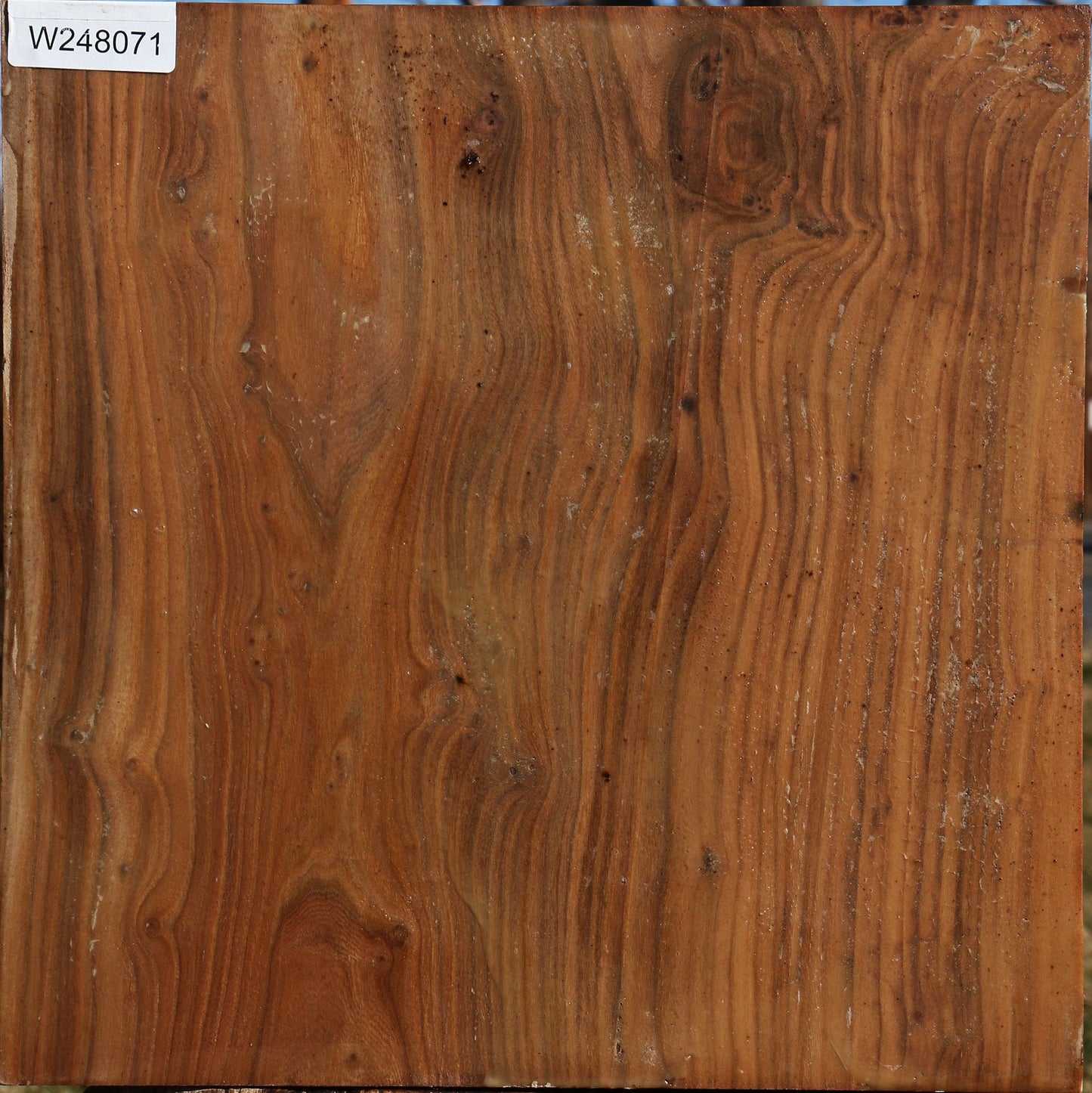 Elm Bowl Blank