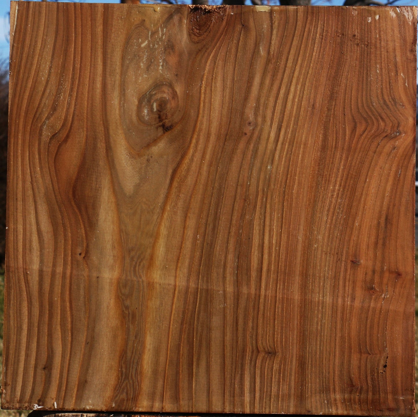 Elm Bowl Blank