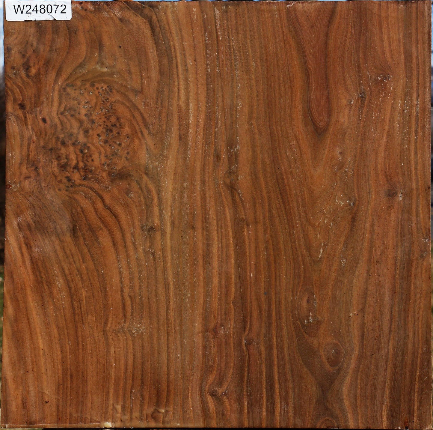 Elm Bowl Blank