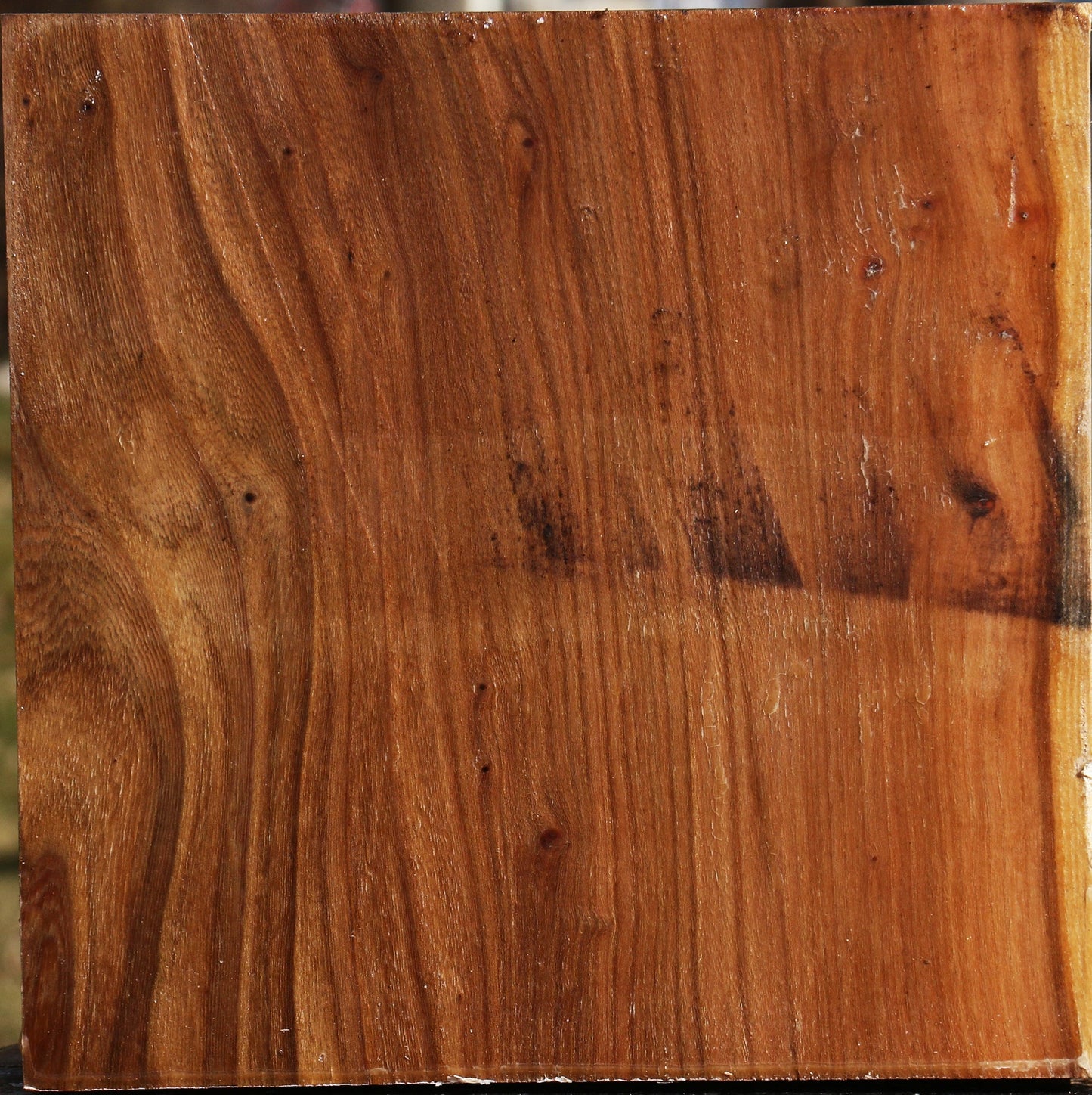 Elm Bowl Blank