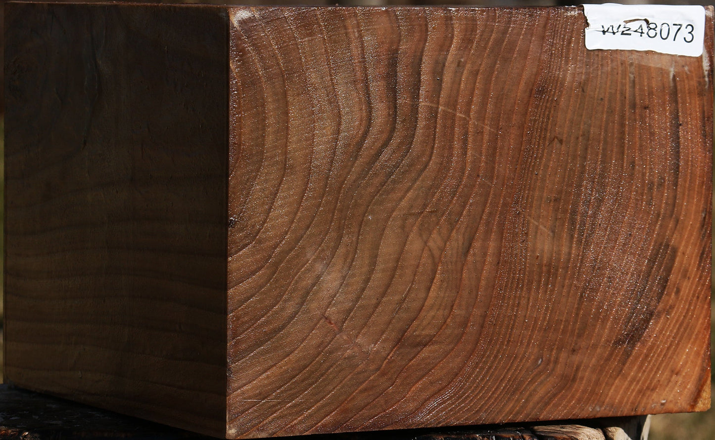 Elm Bowl Blank