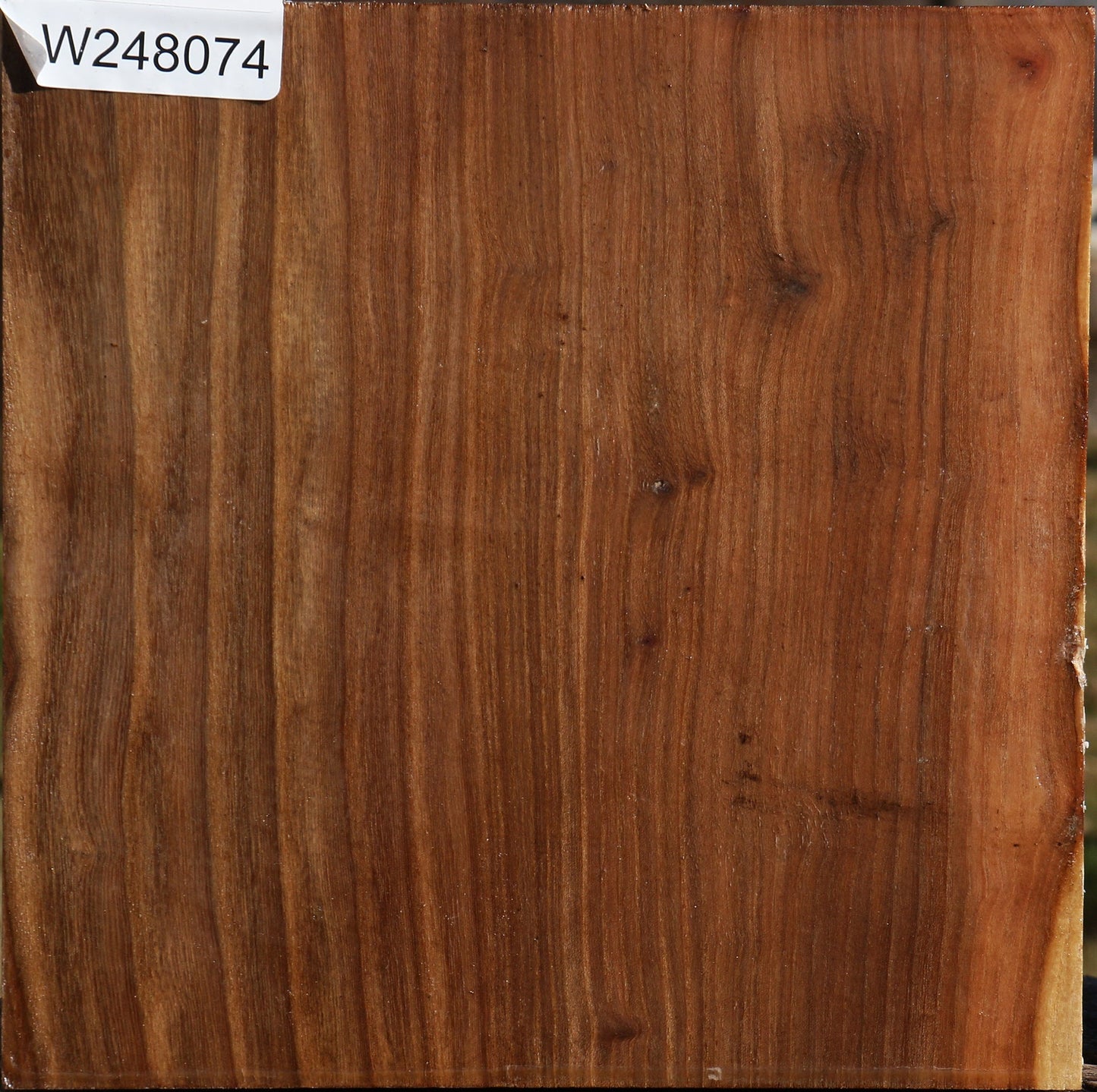 Elm Bowl Blank