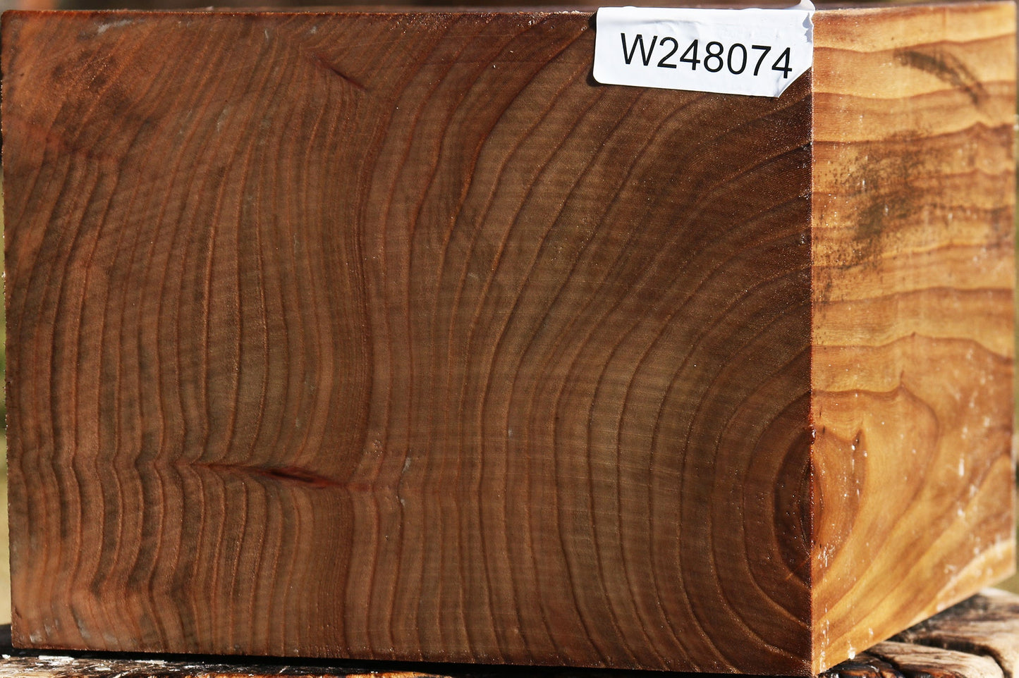 Elm Bowl Blank