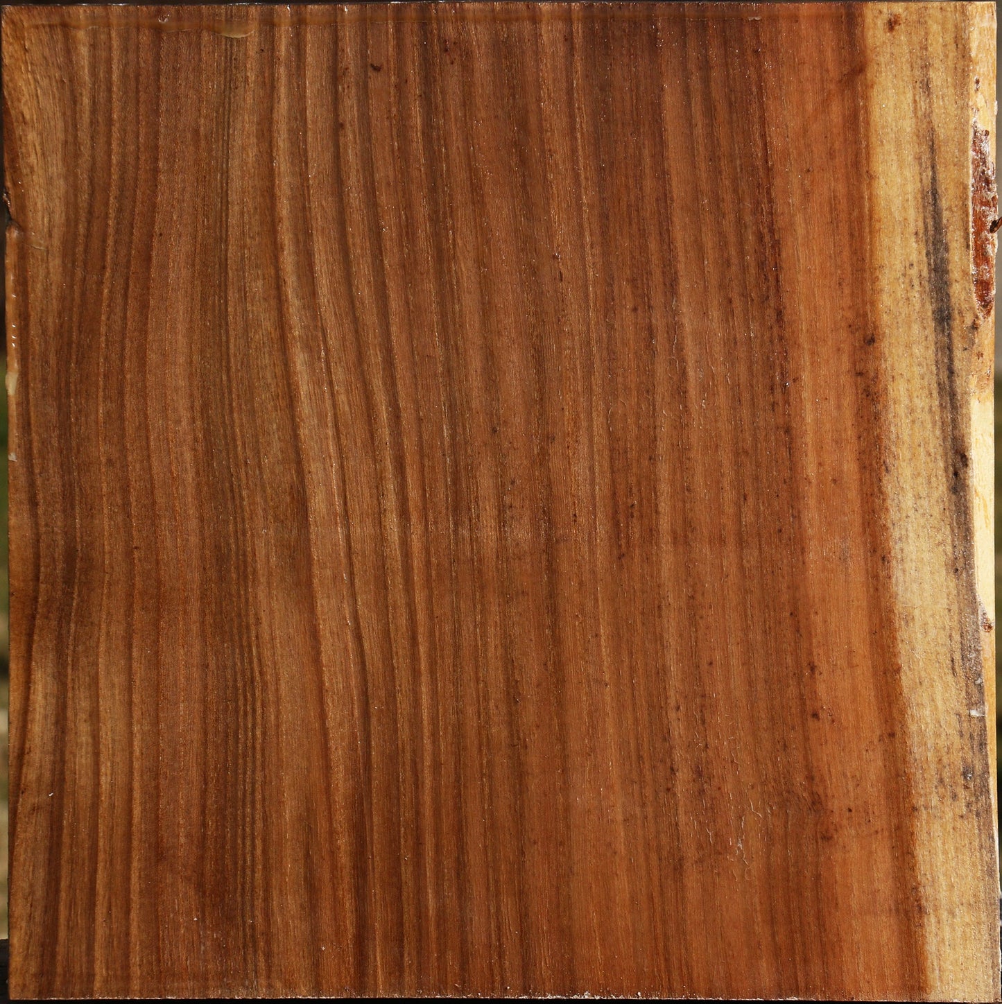Elm Bowl Blank