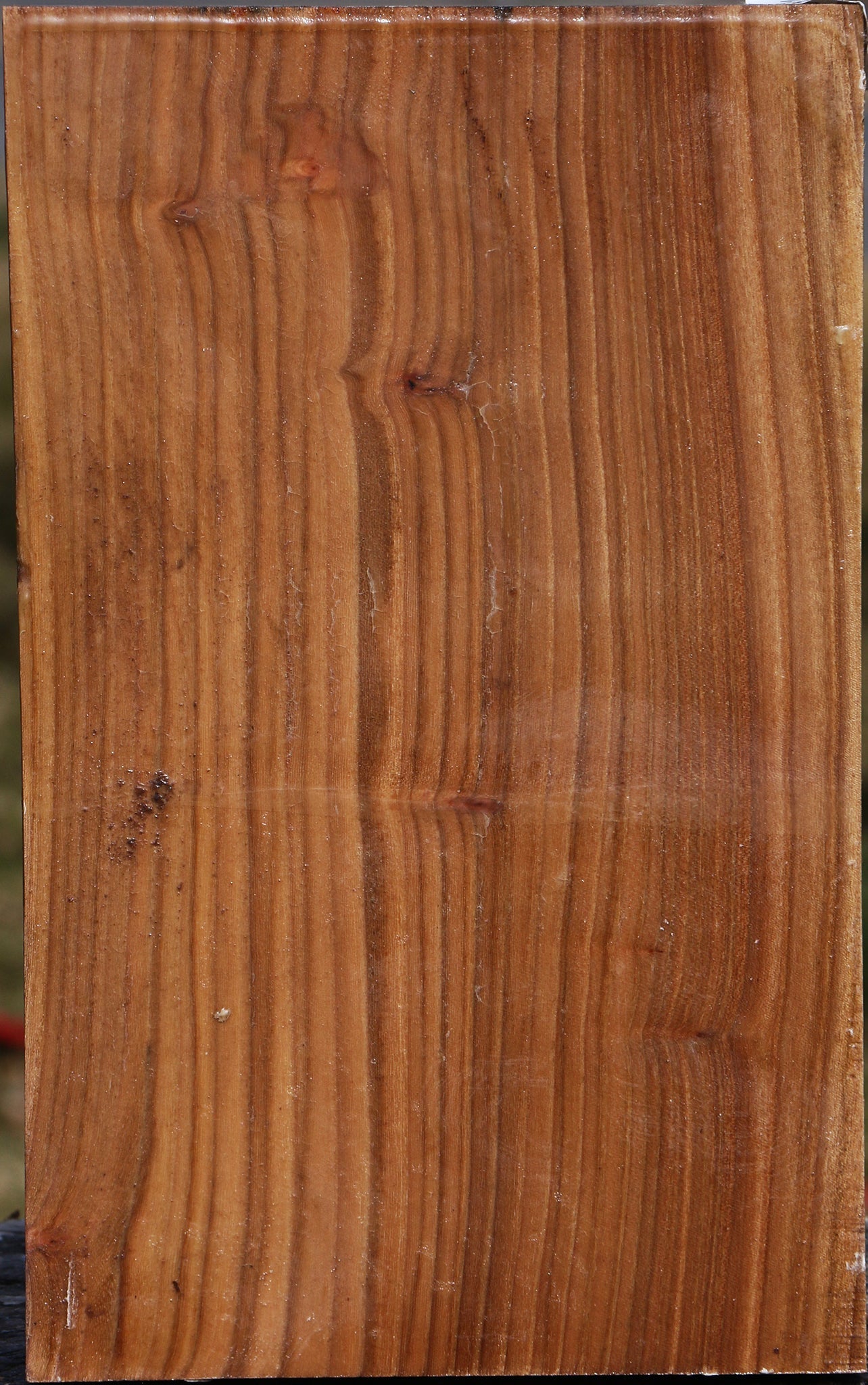 Elm Vessel Blank