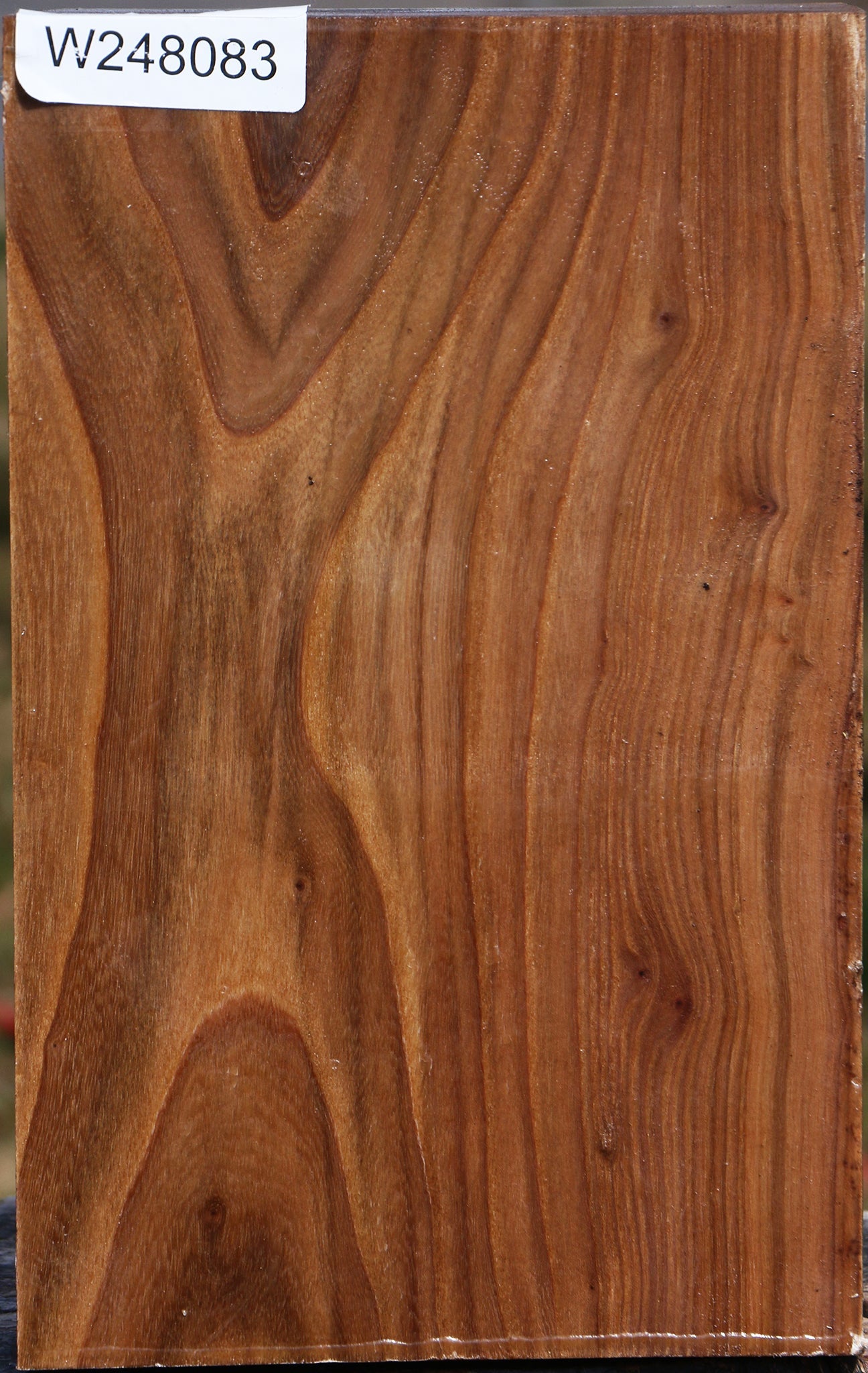 Elm Vessel Blank