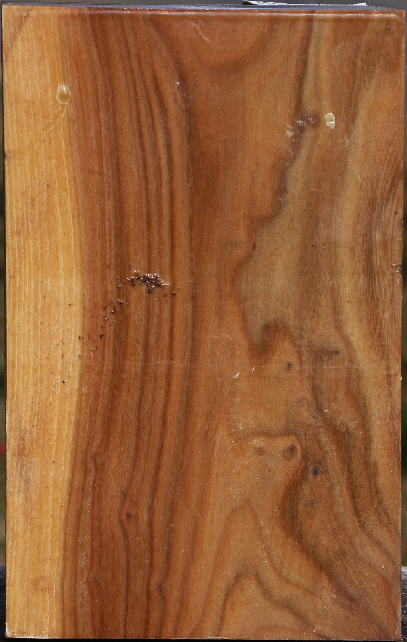 Elm Vessel Blank