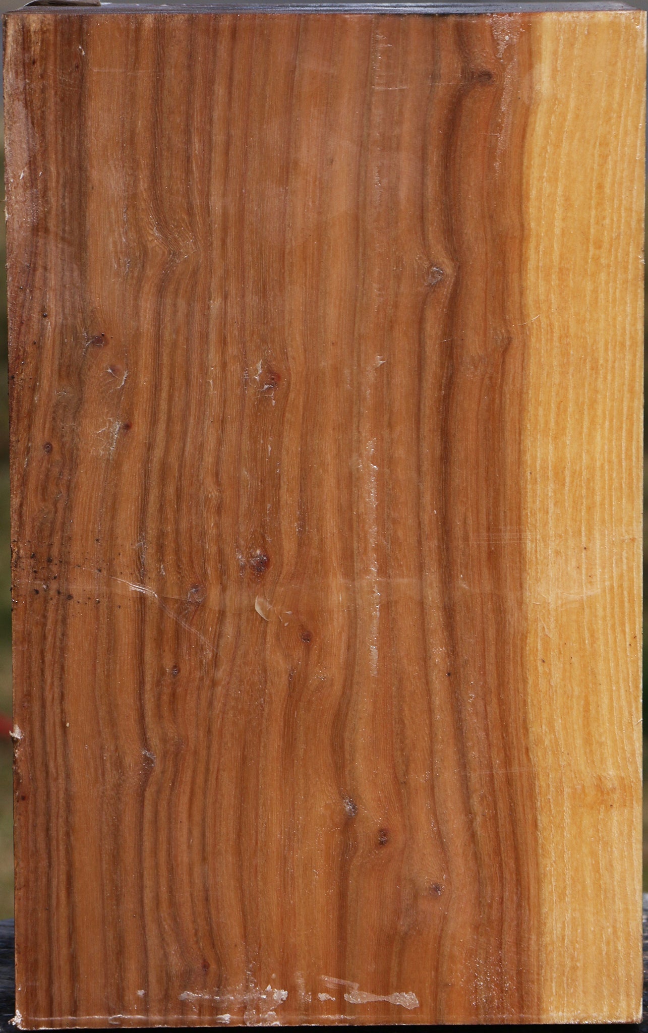 Elm Vessel Blank