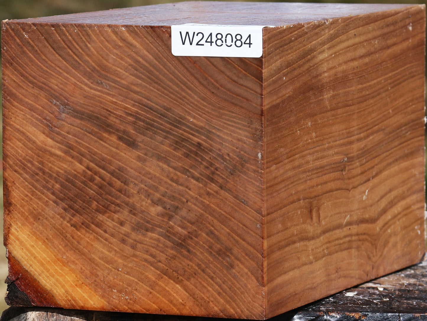 Elm Vessel Blank