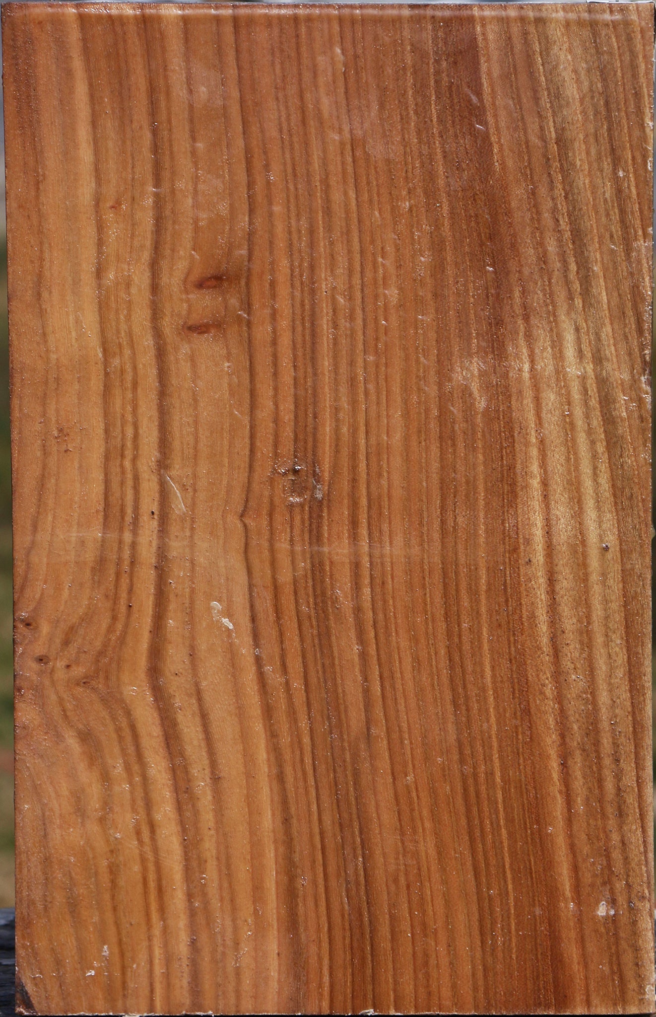Elm Vessel Blank