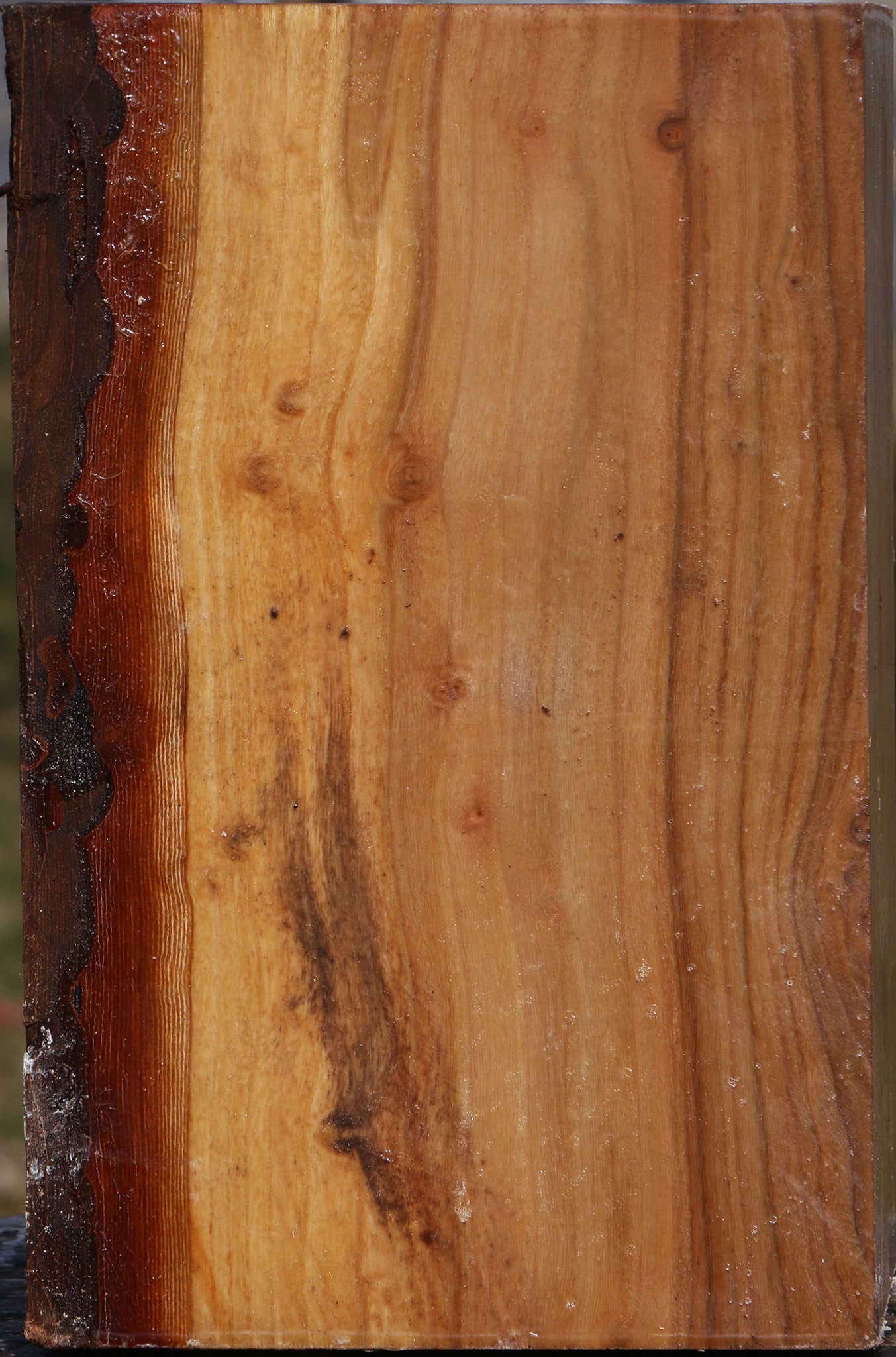 Elm Vessel Blank