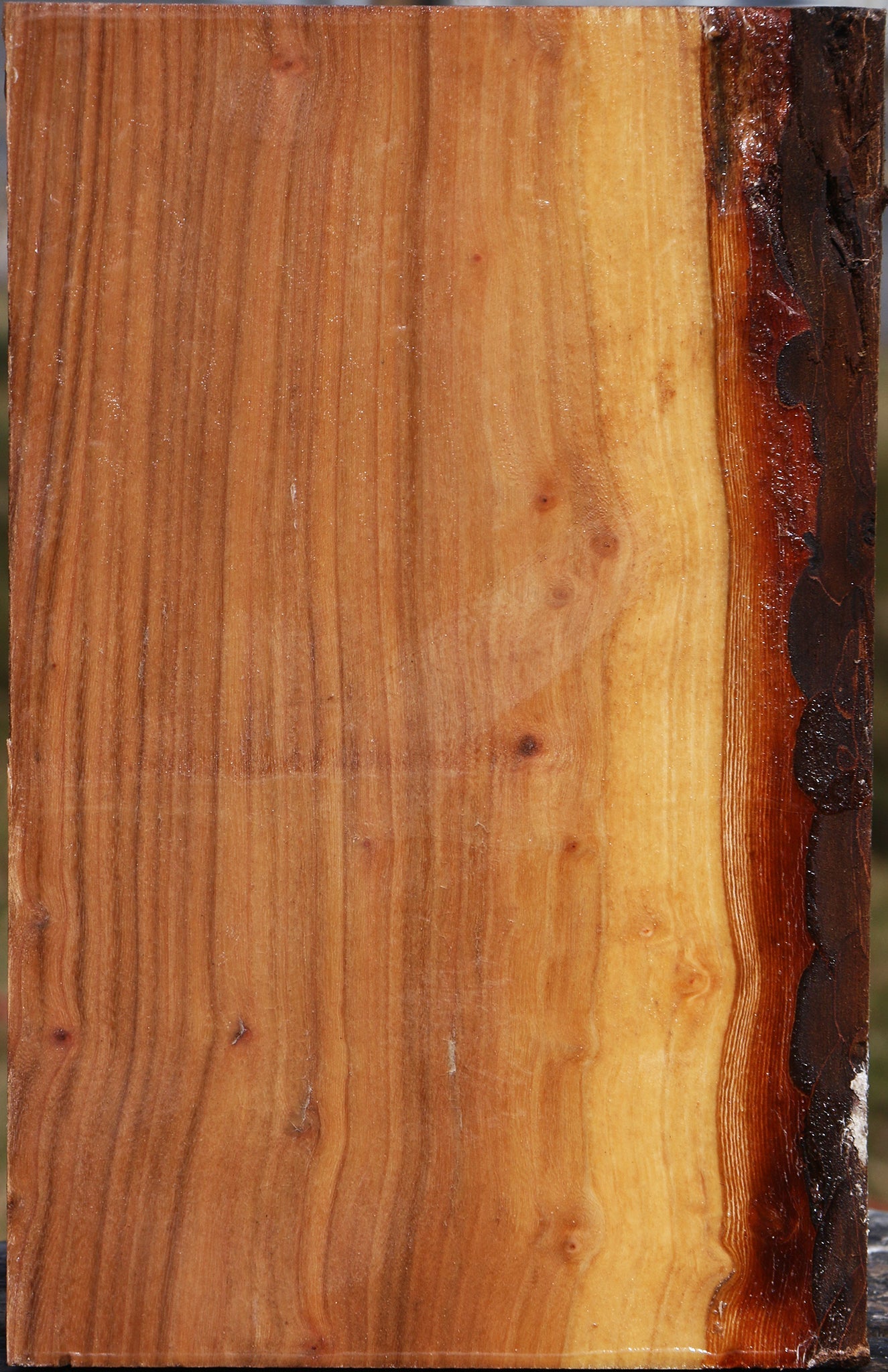 Elm Vessel Blank