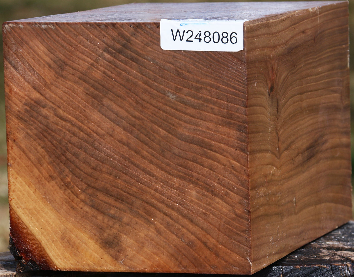 Elm Vessel Blank