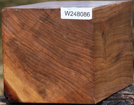 Elm Vessel Blank