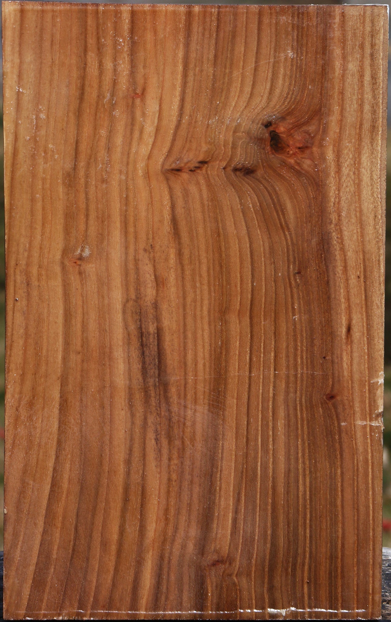 Elm Vessel Blank