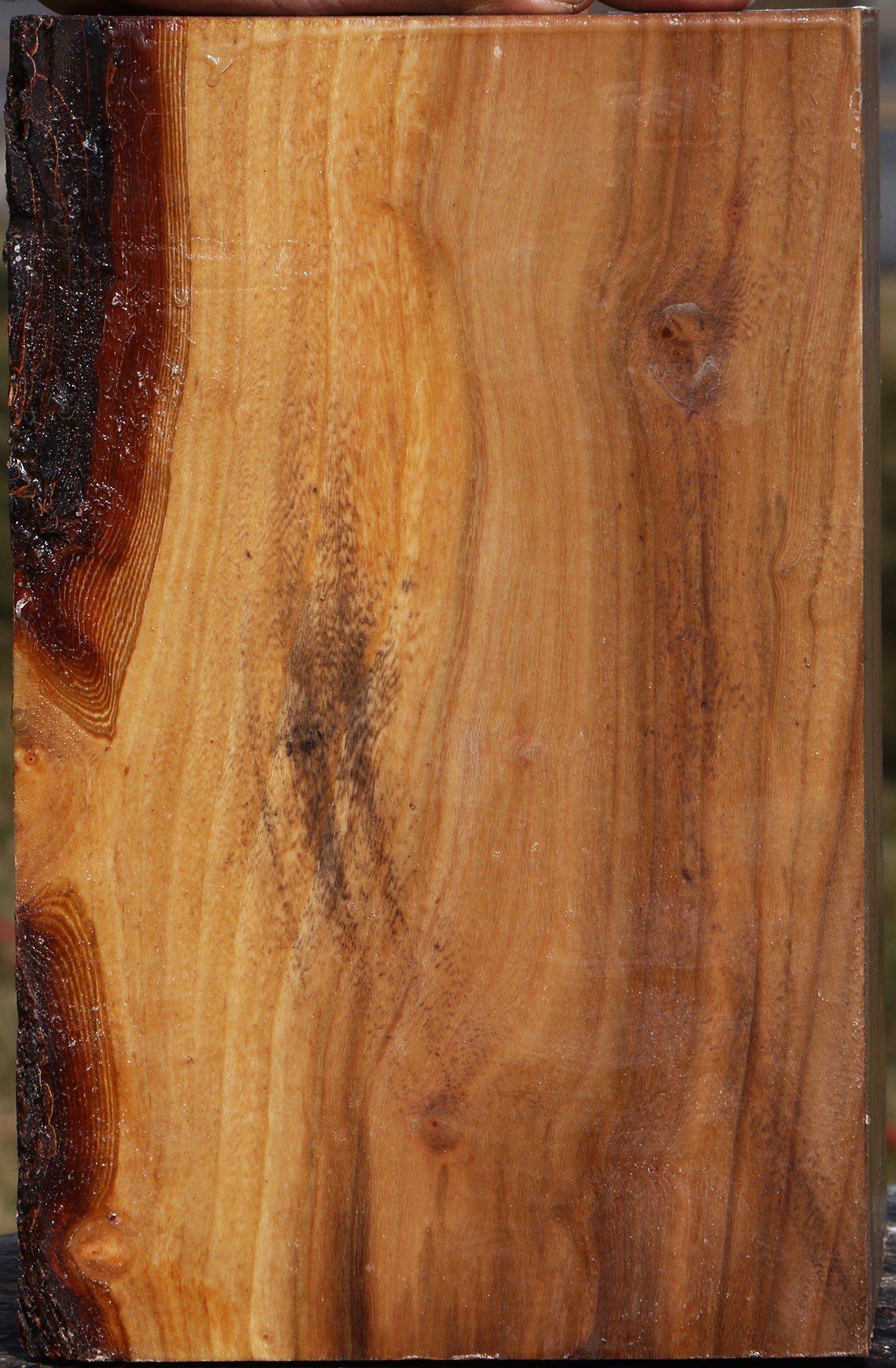 Elm Vessel Blank