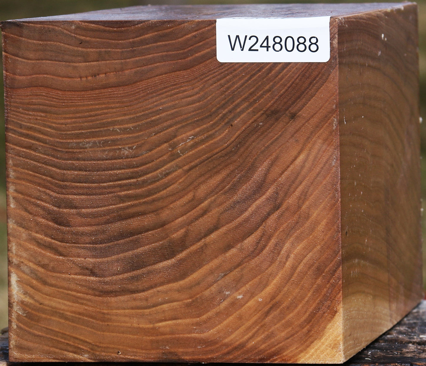 Elm Vessel Blank