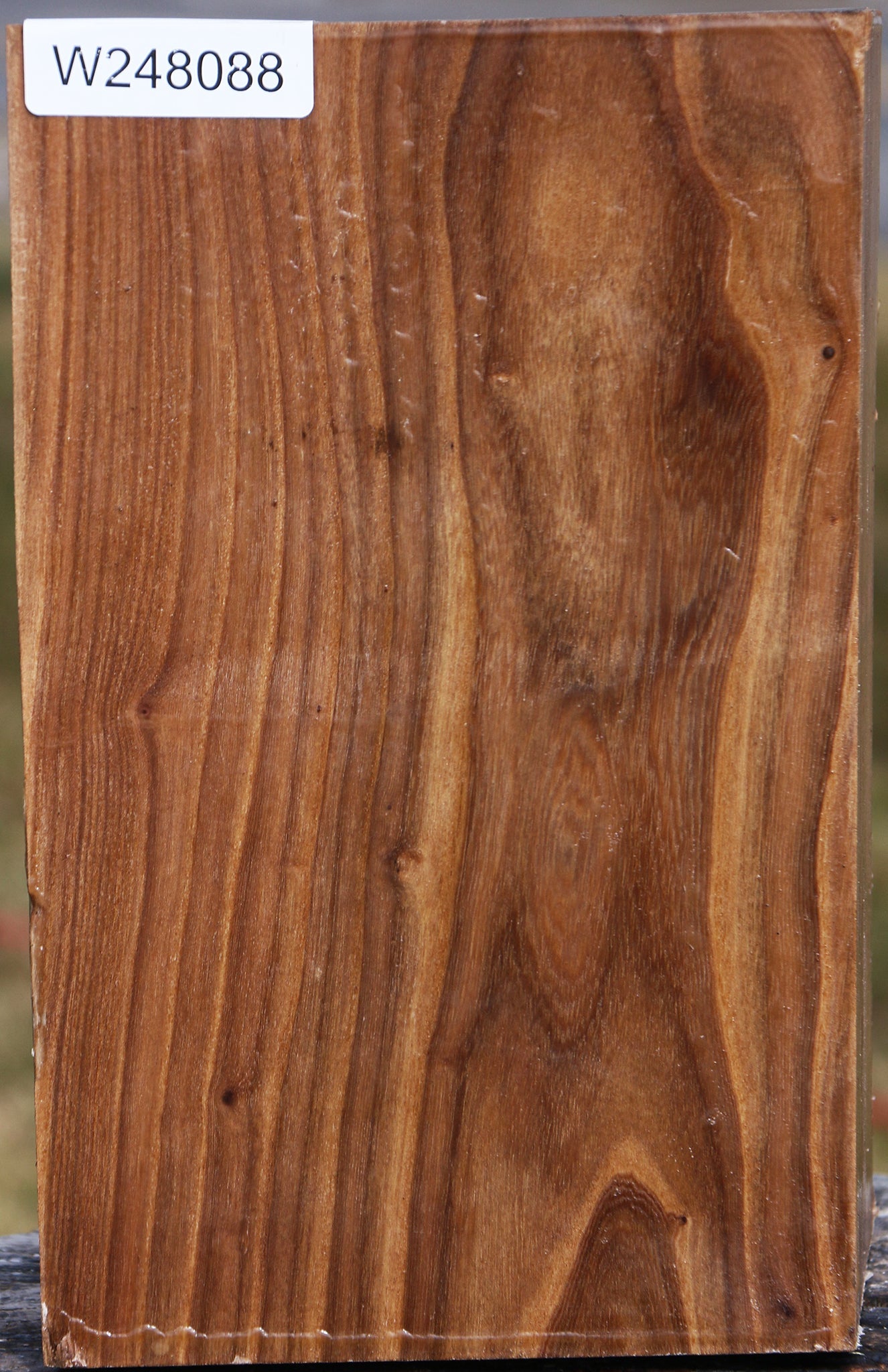 Elm Vessel Blank