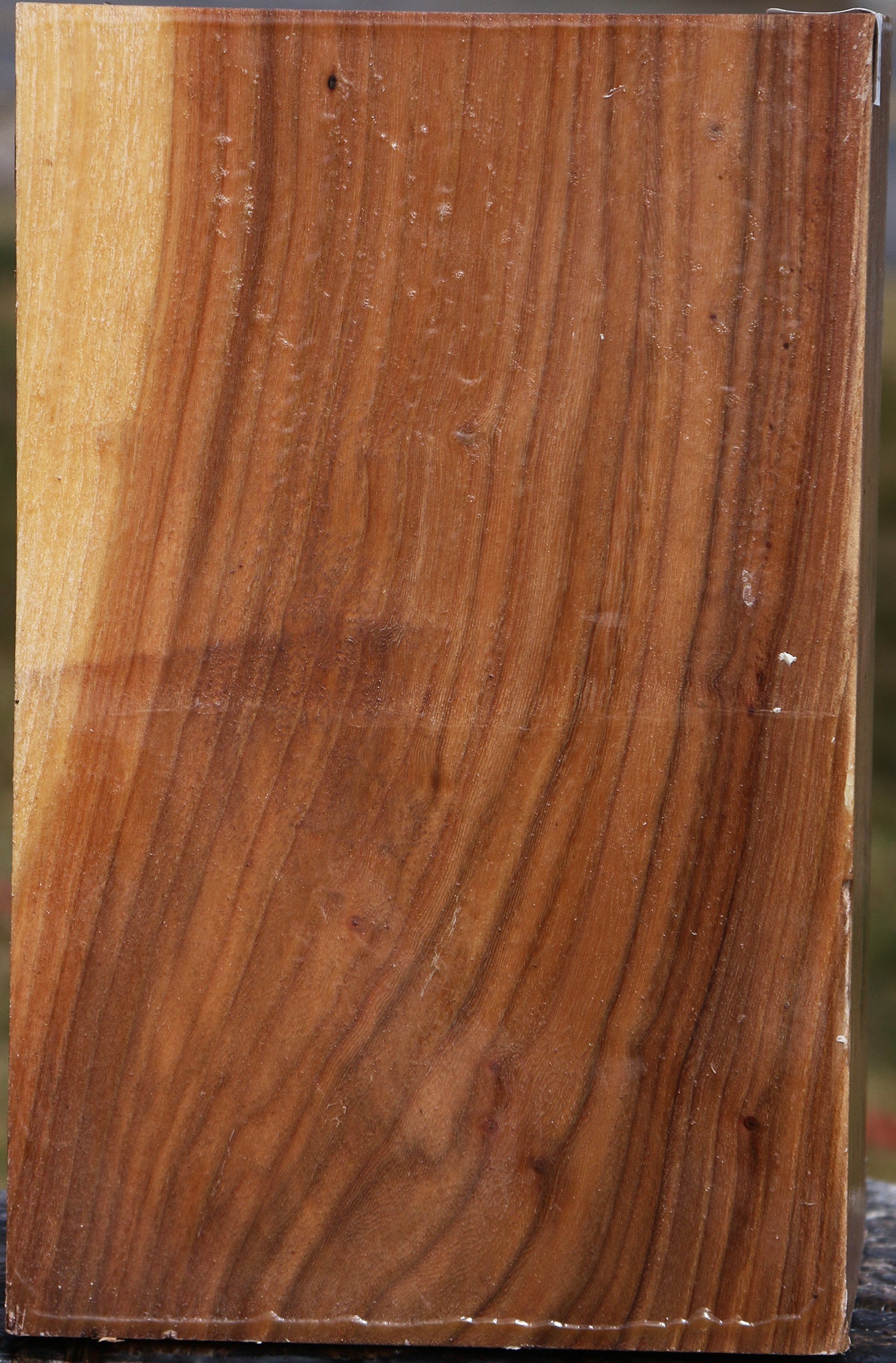 Elm Vessel Blank