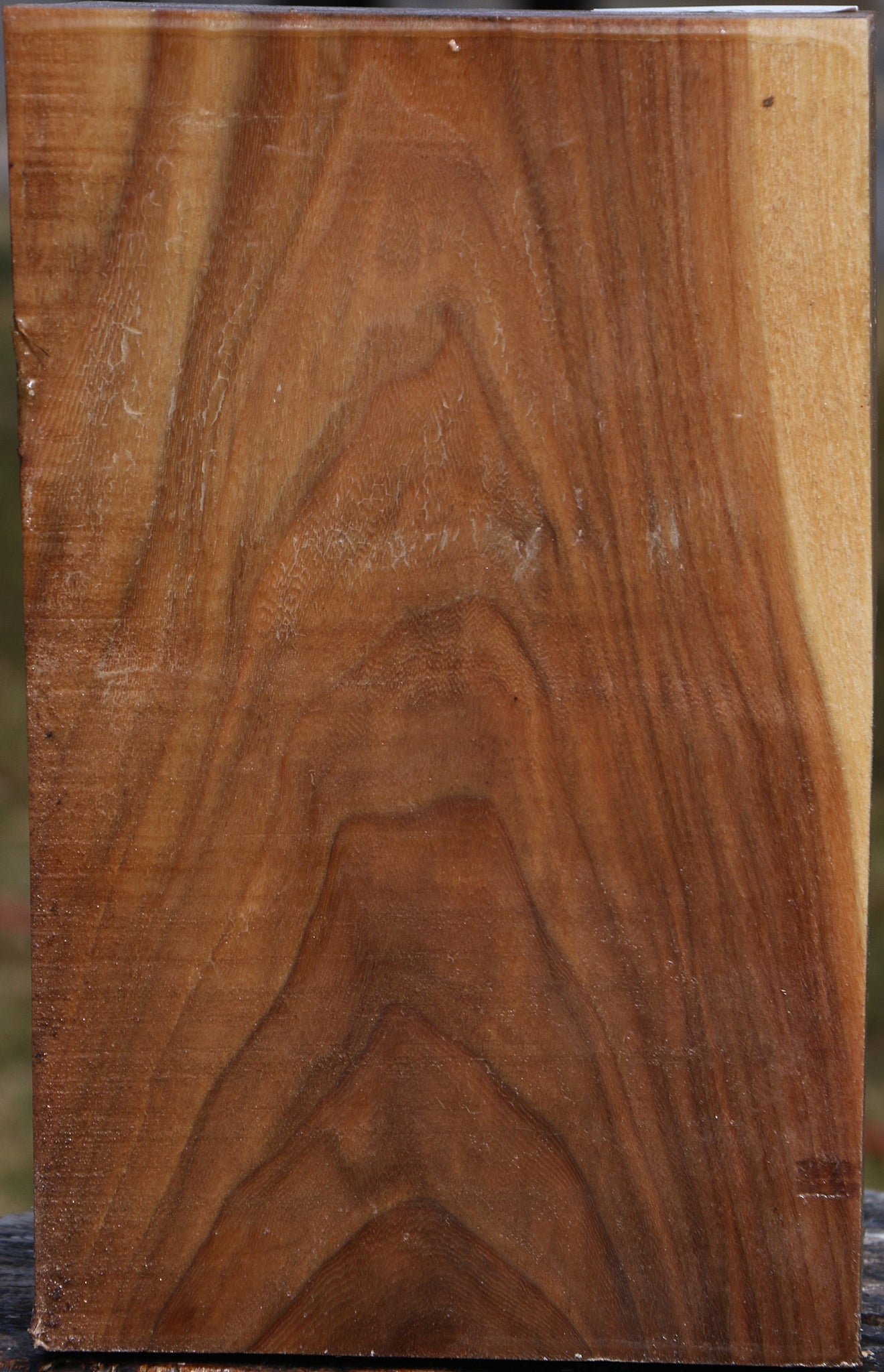 Elm Vessel Blank