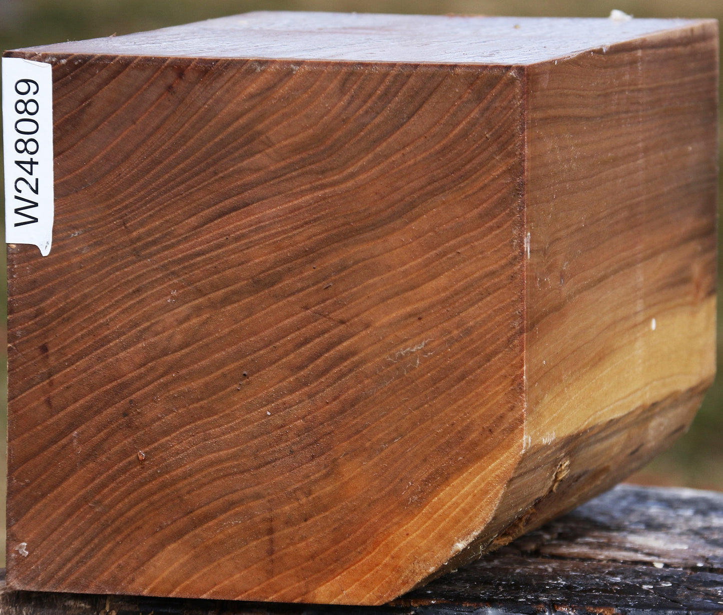 Elm Vessel Blank