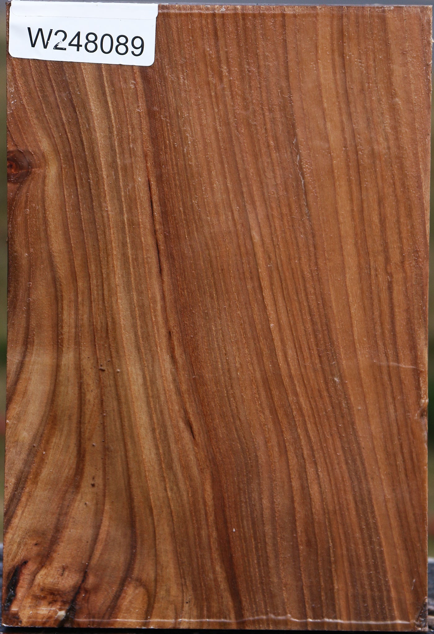 Elm Vessel Blank