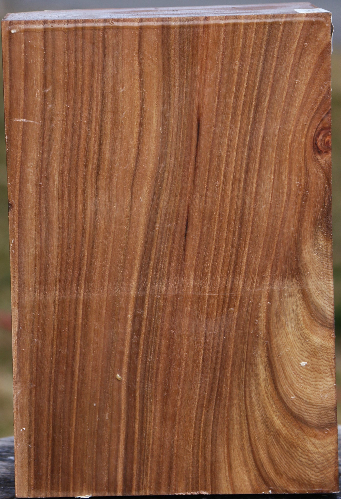 Elm Vessel Blank