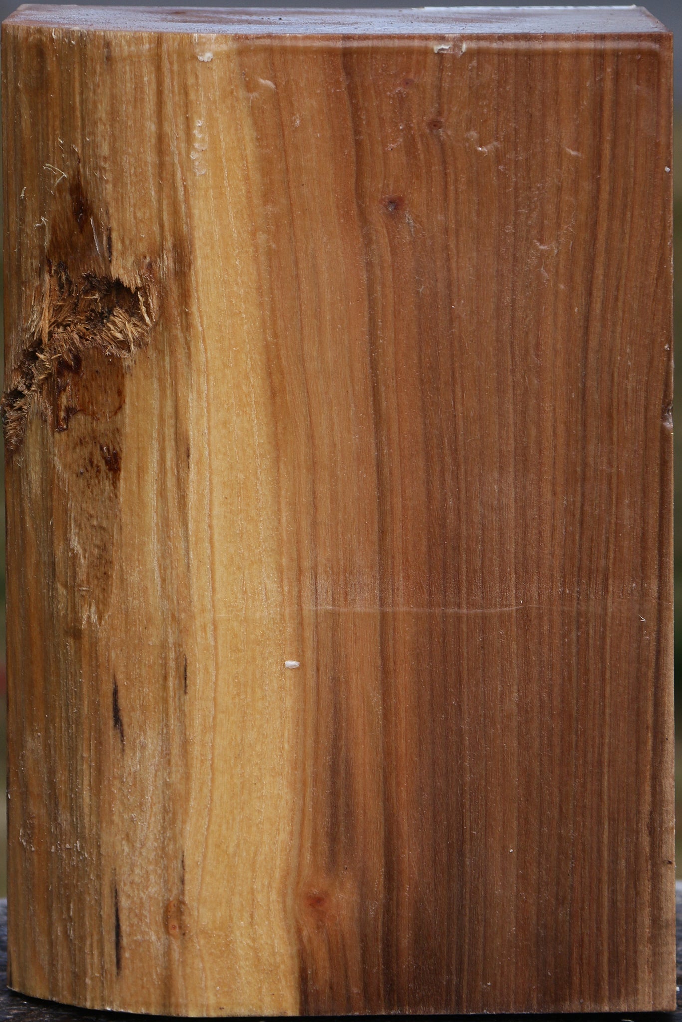 Elm Vessel Blank