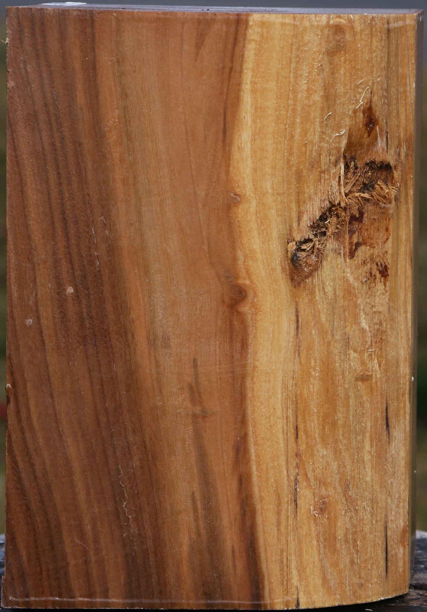 Elm Vessel Blank