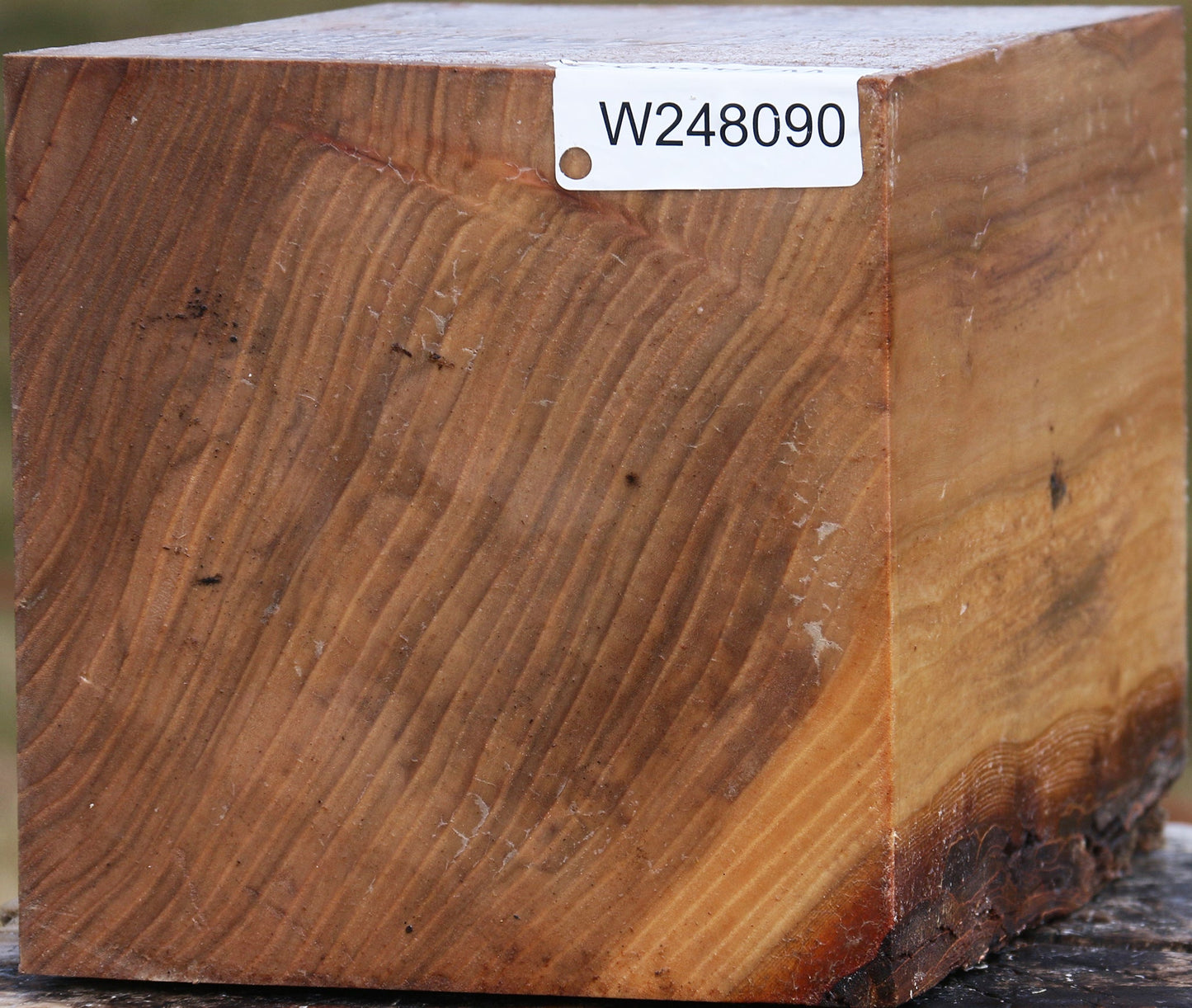 Elm Vessel Blank