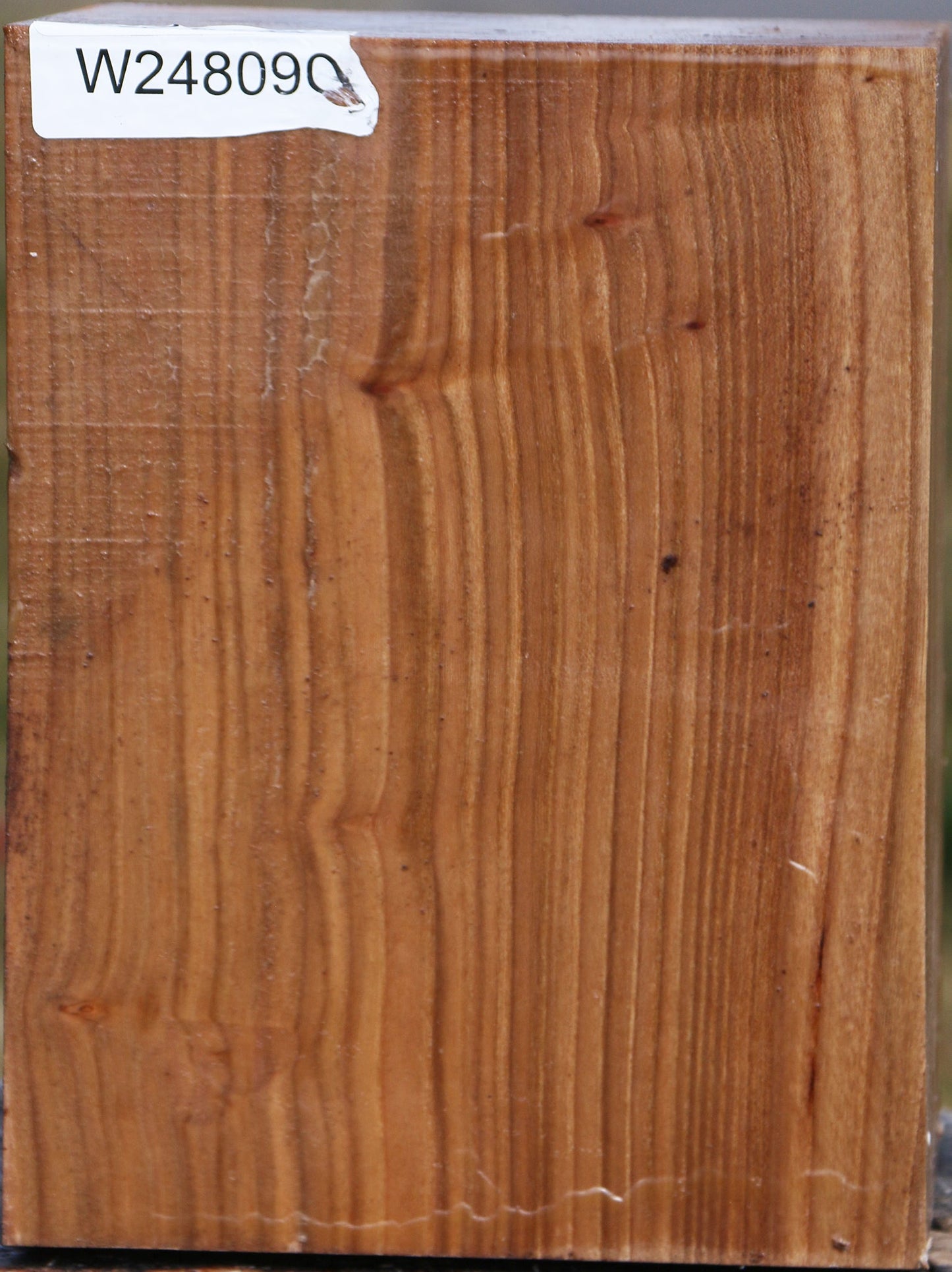 Elm Vessel Blank