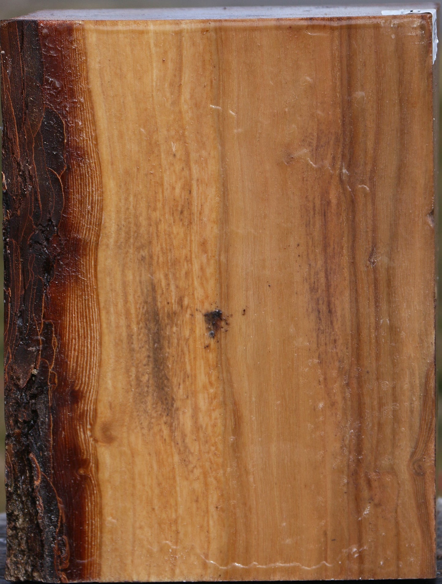 Elm Vessel Blank