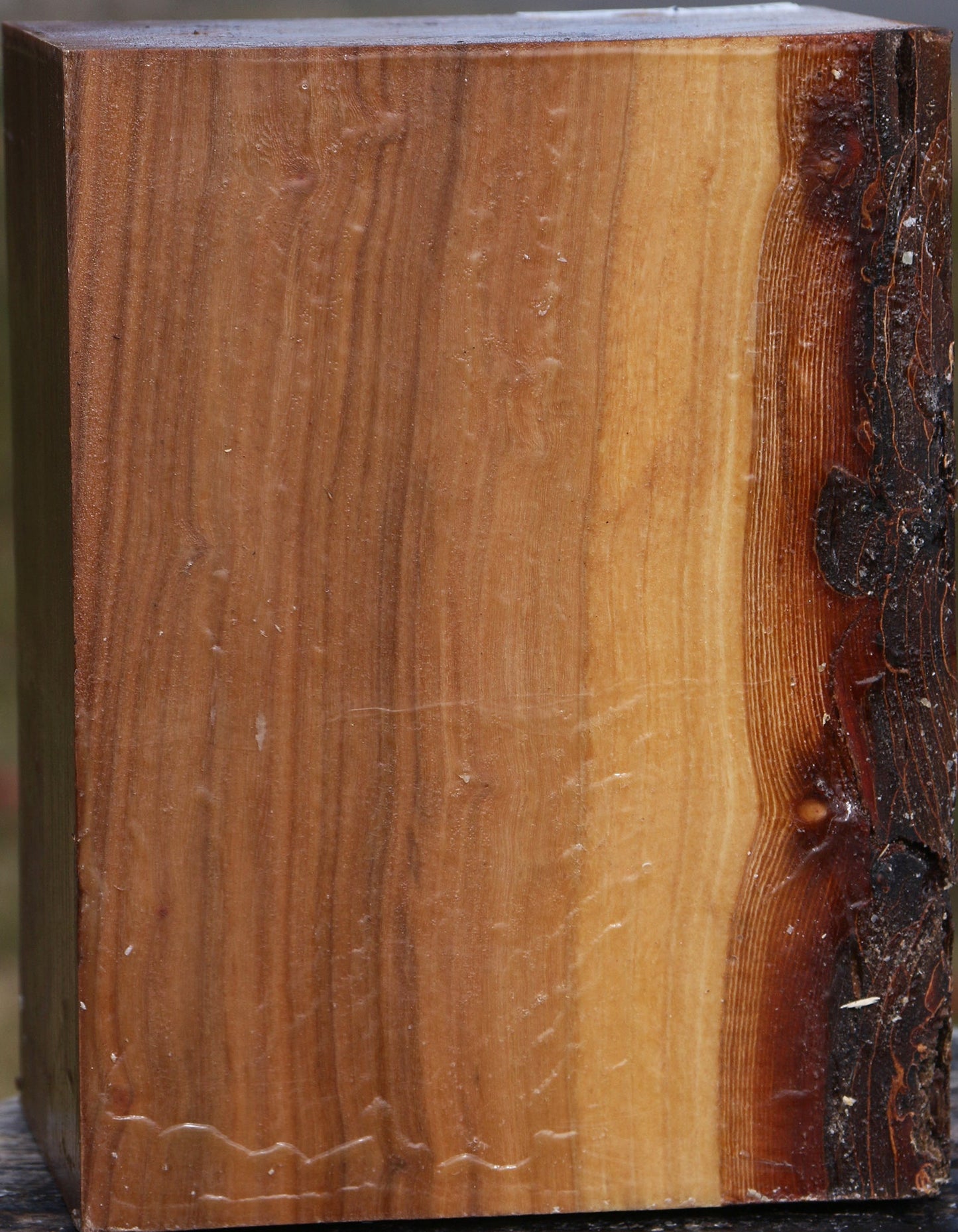 Elm Vessel Blank