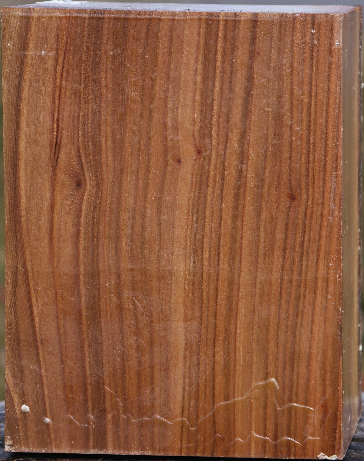 Elm Vessel Blank