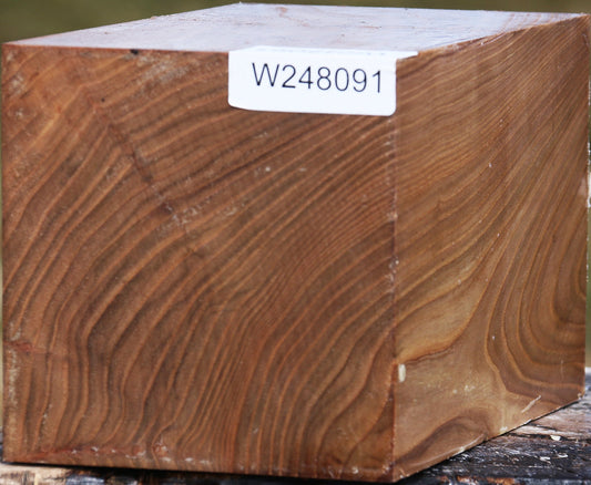 Elm Vessel Blank