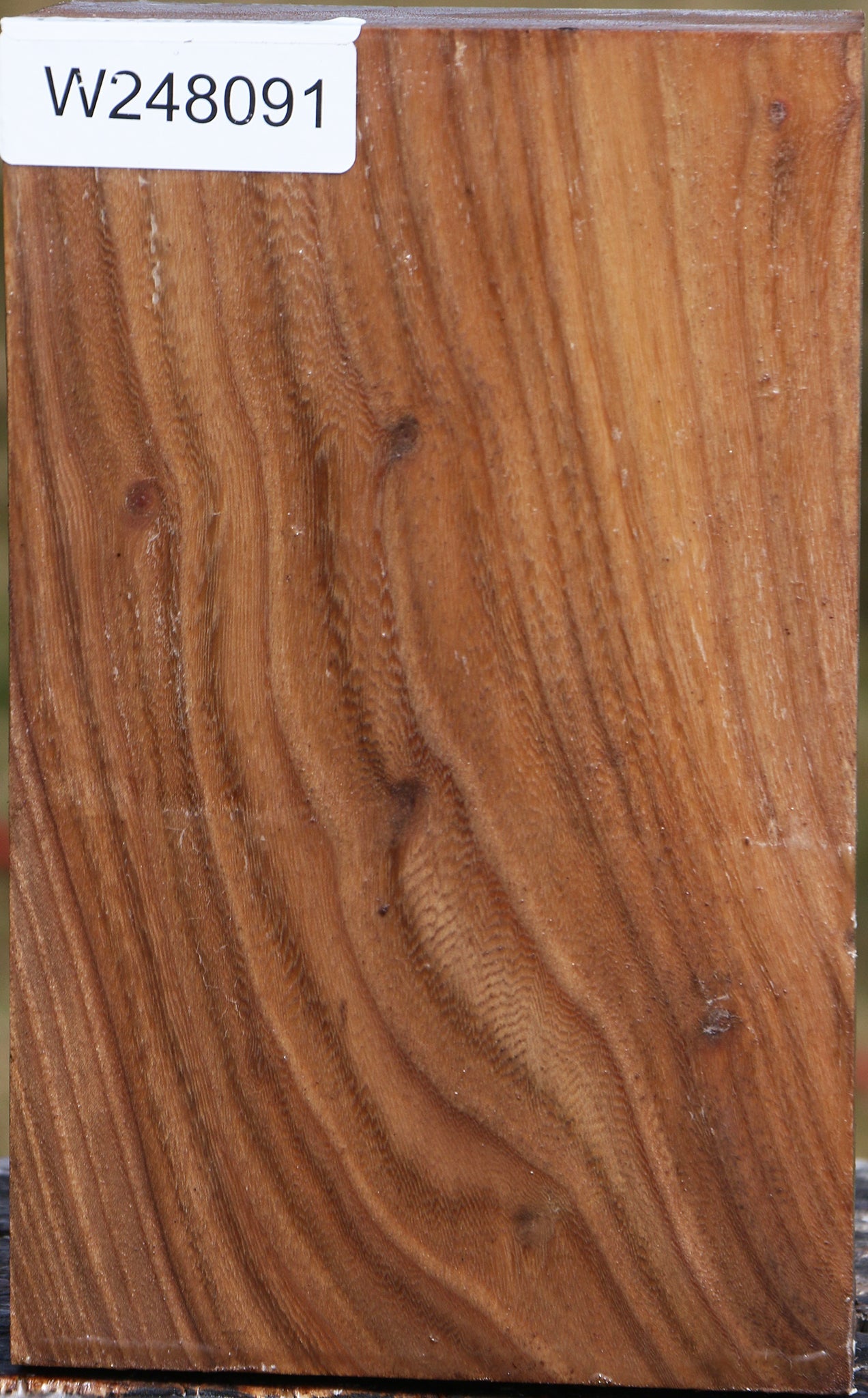 Elm Vessel Blank