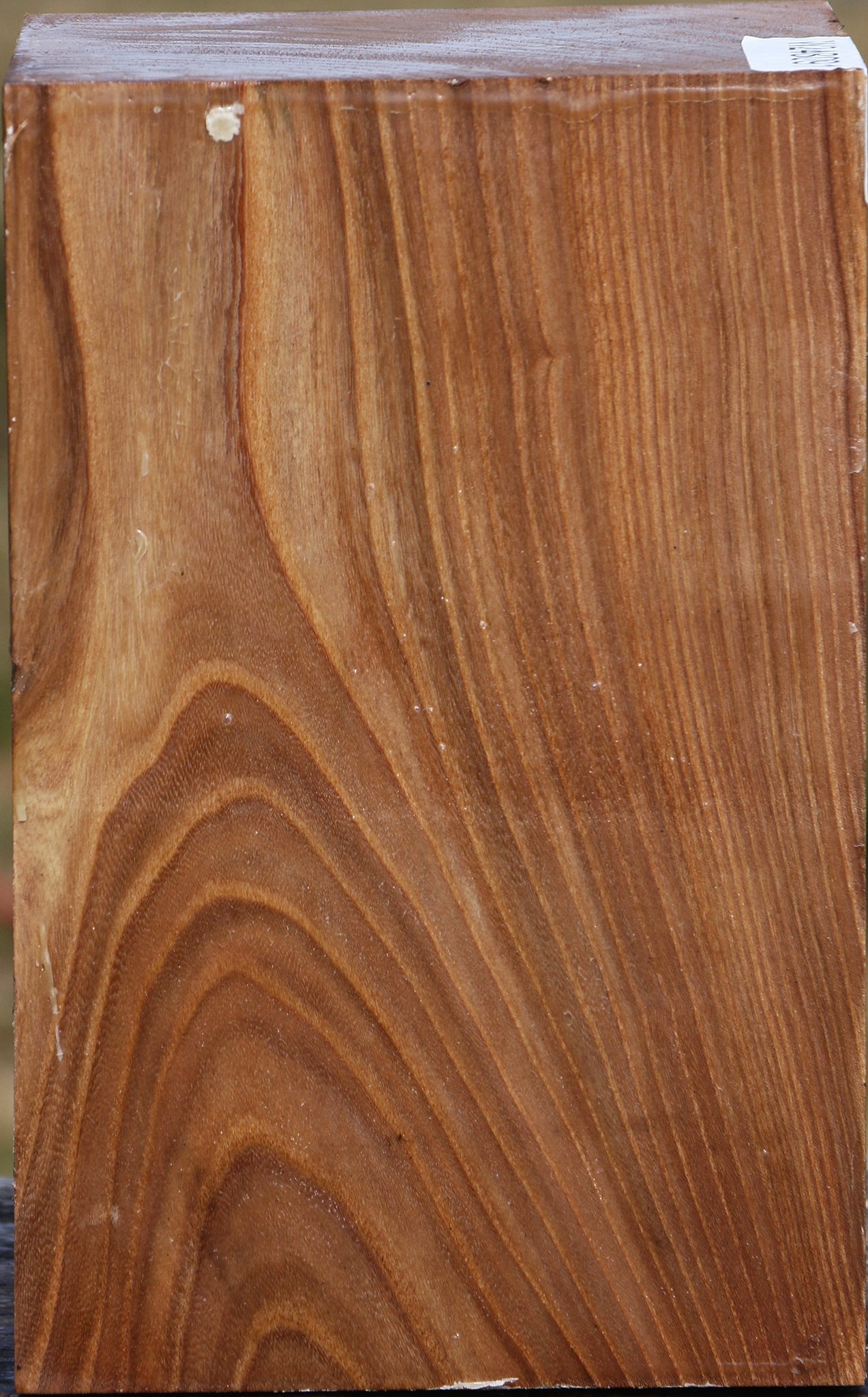 Elm Vessel Blank