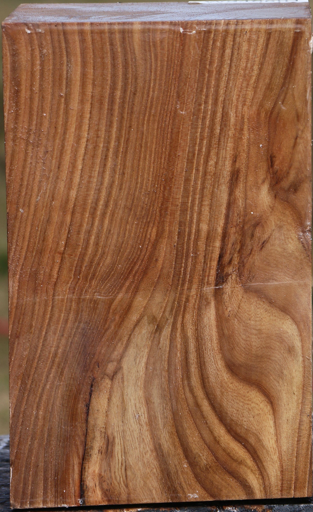 Elm Vessel Blank