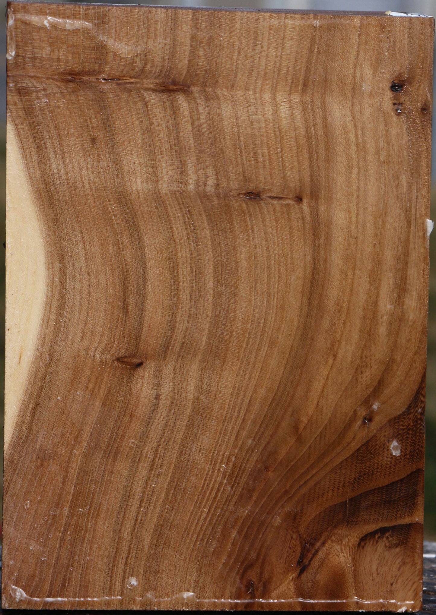 Elm Vessel Blank