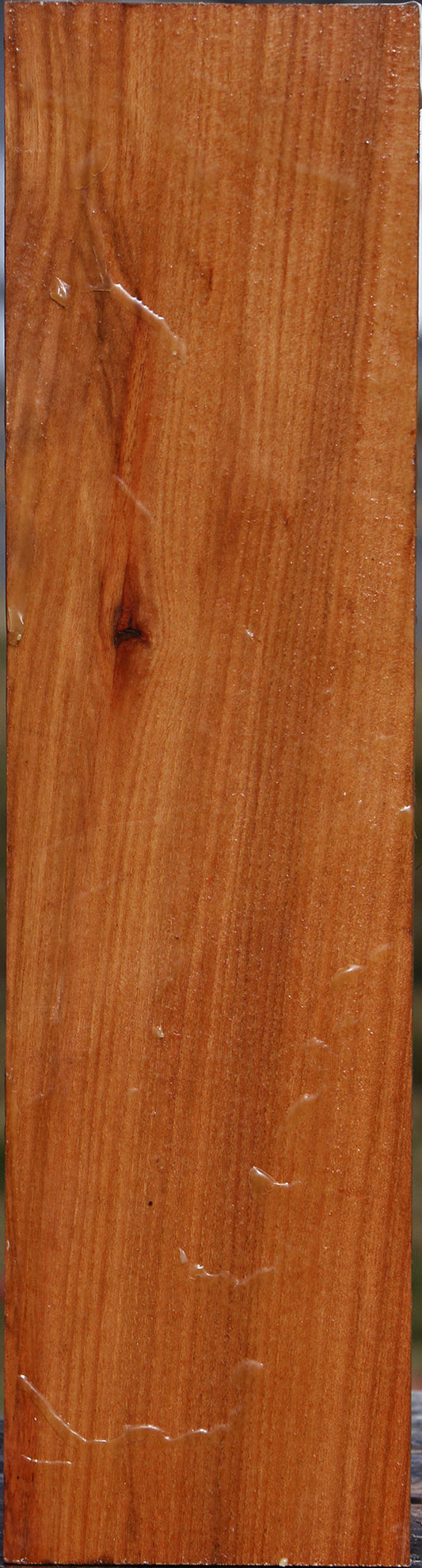 Chinese Elm Vessel Blank