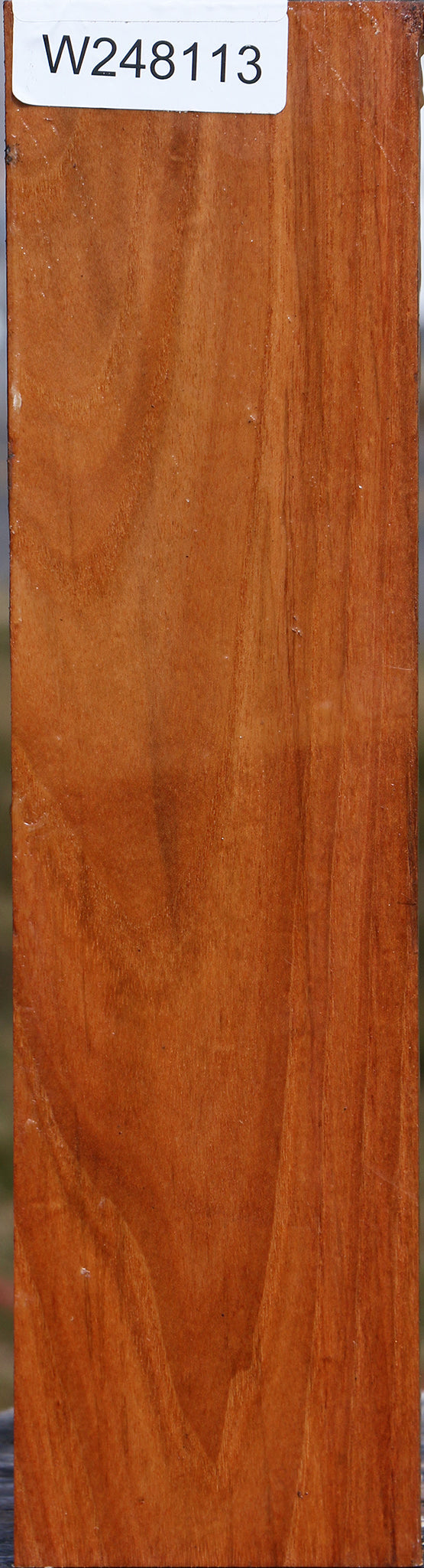 Chinese Elm Vessel Blank