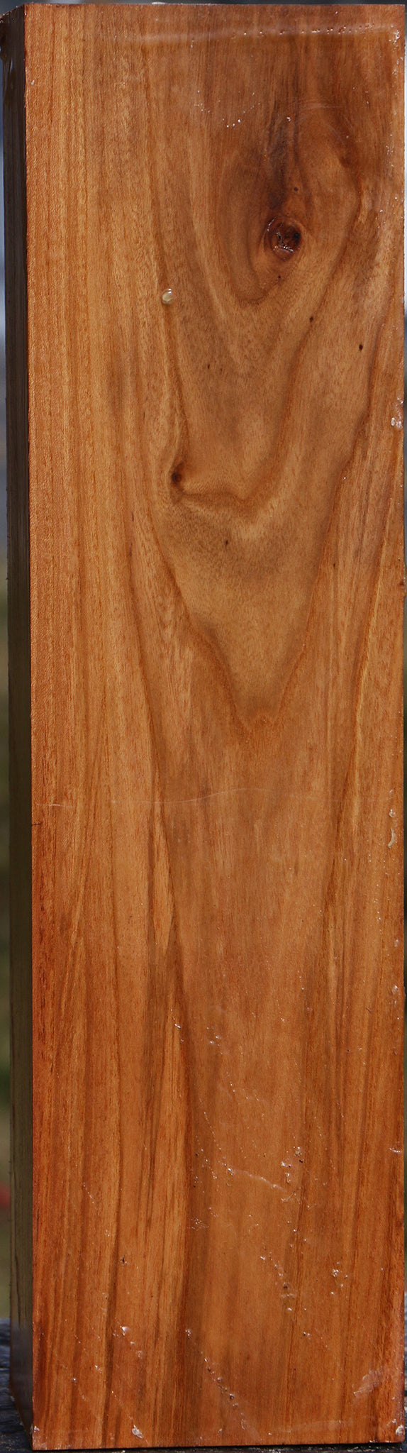 Chinese Elm Vessel Blank