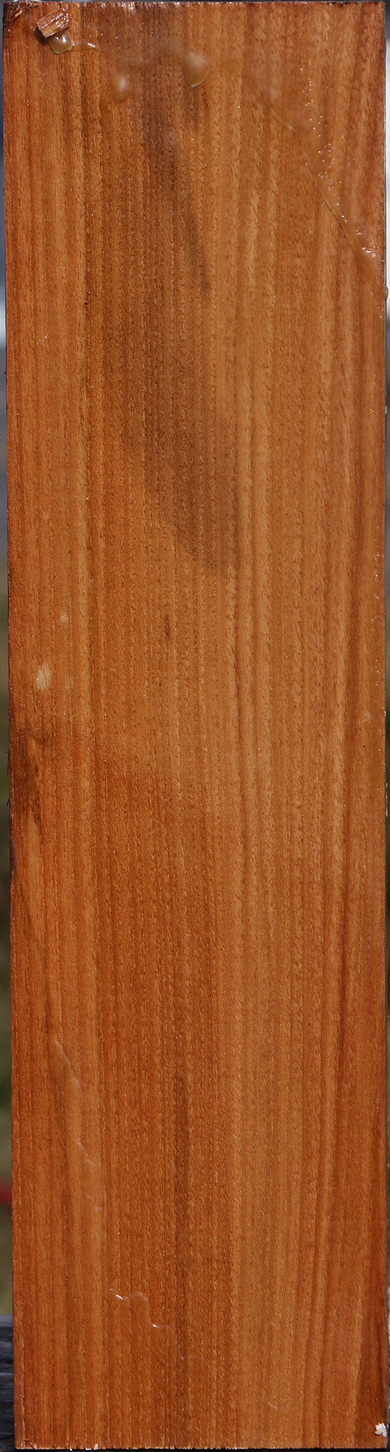 Chinese Elm Vessel Blank