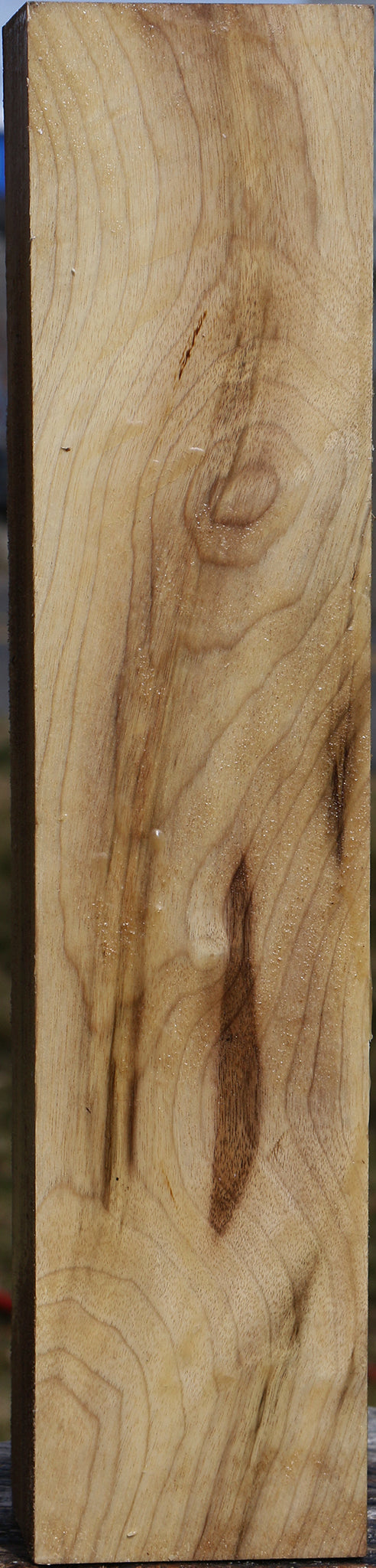 Elm Vessel Blank