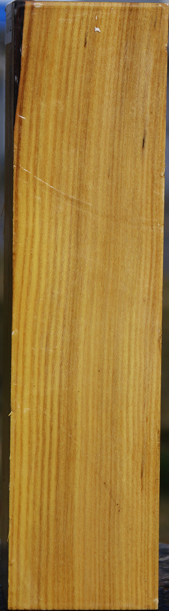 Black Locust Vessel Blank