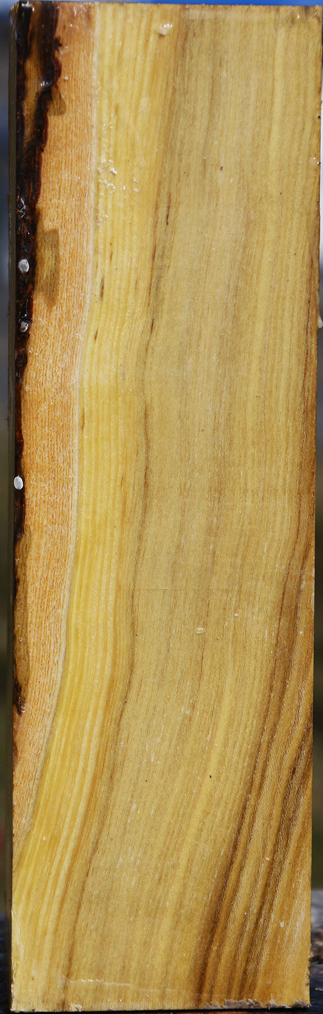 Black Locust Vessel Blank