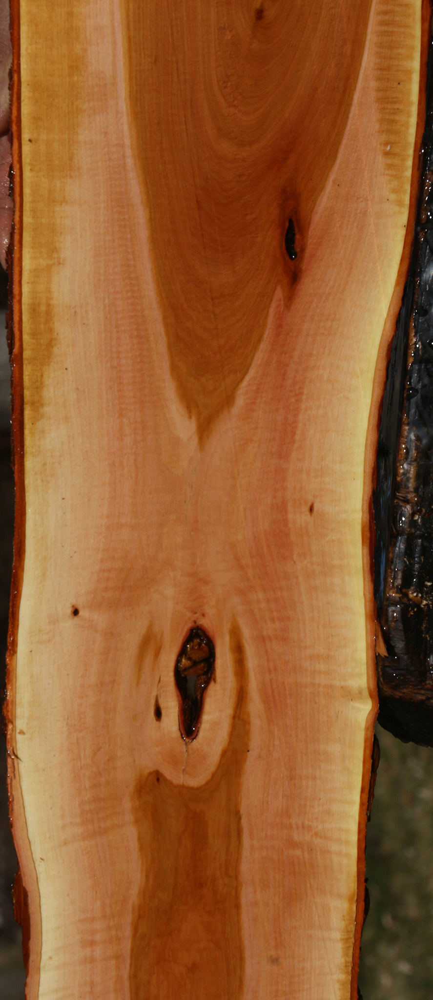 Extra Fancy Oregon Ironwood Live Edge Lumber
