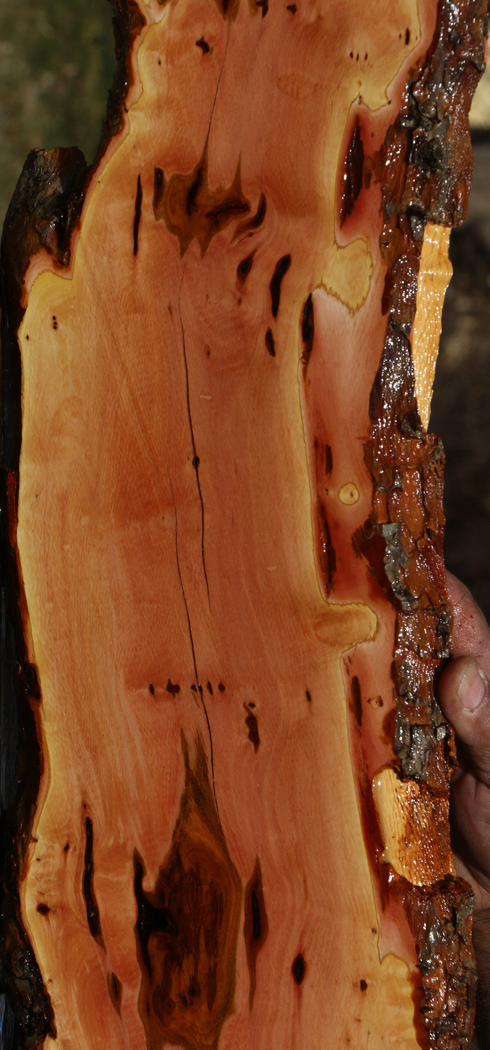 Figured Rustic Oregon Ironwood Live Edge Lumber