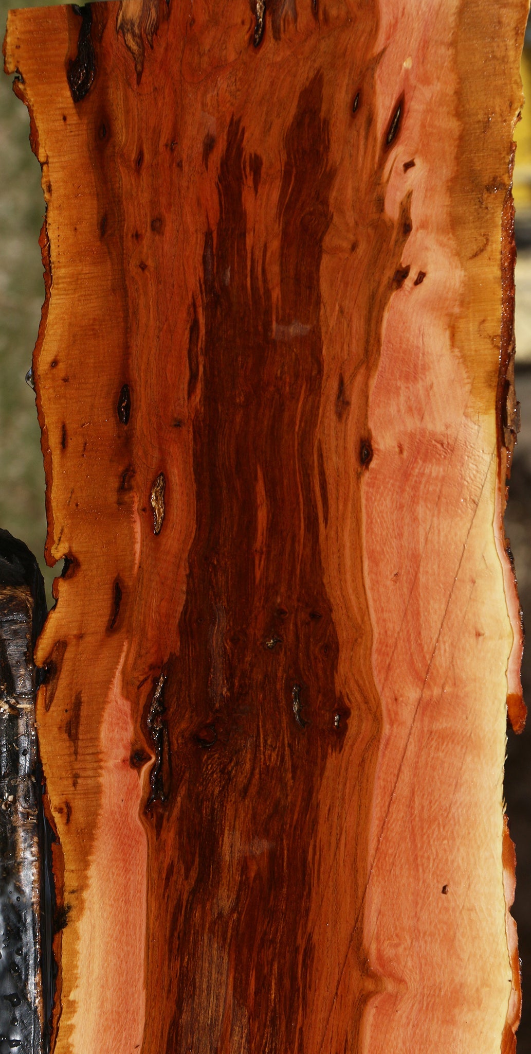 Figured Rustic Oregon Ironwood Live Edge Lumber